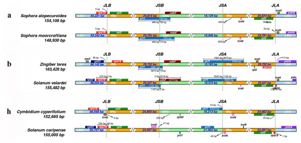 Visualization of the junction sites of the representative chloroplast genomes based on IRscope analysis.