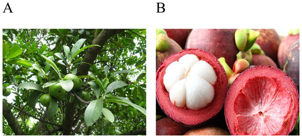 (A) An image of the unripe fruit on the mangosteen tree; (B) an image of the ripe fruit and its internal structure.