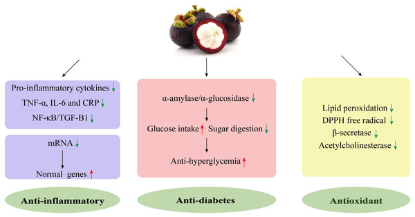 The mechanism of the anti-inflammatory, antioxidant, and anti-diabetes properties of mangosteen.
