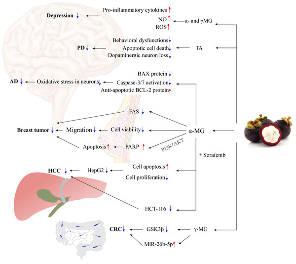 The molecular mechanisms of mangosteen in the treatment of CNS diseases and cancer.