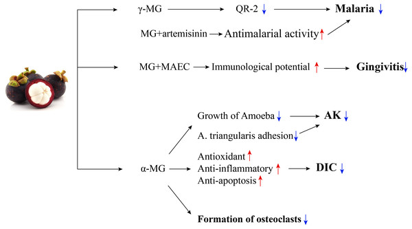 The mechanisms of mangosteen in the treatment of parasitic and other diseases.