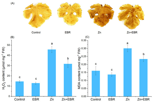 Effects of EBR on H2O2 production (A, B) and MDA level (C) in the leaves of watermelon seedlings under Zn stress.