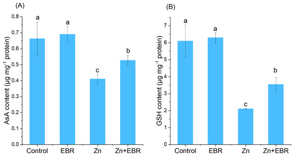 Effects of EBR on the levels of ascorbic acid (AsA) (A) and reduced glutathione (GSH) (B) in the leaves of watermelon seedlings under Zn stress.