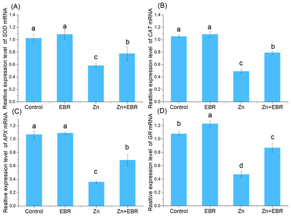 Relative expression levels of SOD (A), CAT (B), APX (C), and GR (D) genes in the leaves of watermelon seedlings under Zn stress.