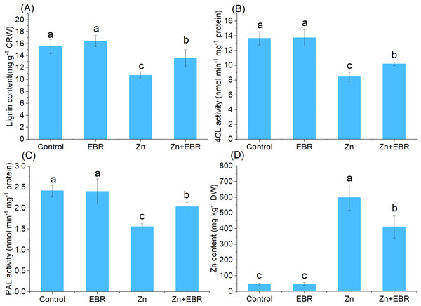 Effects of EBR on the content of Zn and lignin in the leaves of watermelon seedlings under Zn stress.