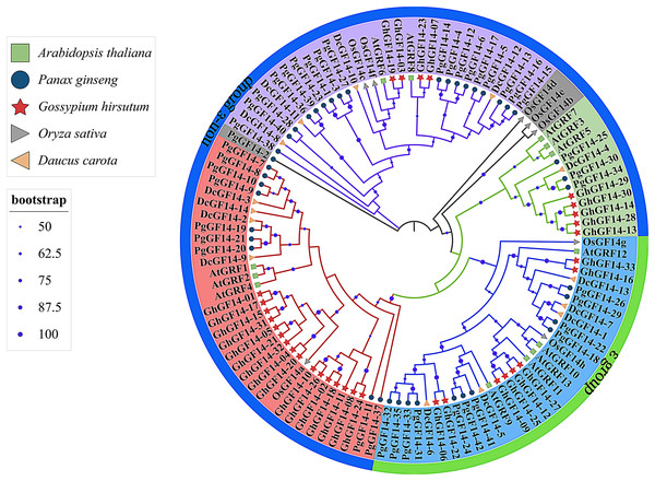 Phylogenetic tree analysis of the 14-3-3 genes in D. carota, A. thaliana, G. hirsutum, O. sativa and P. ginseng.