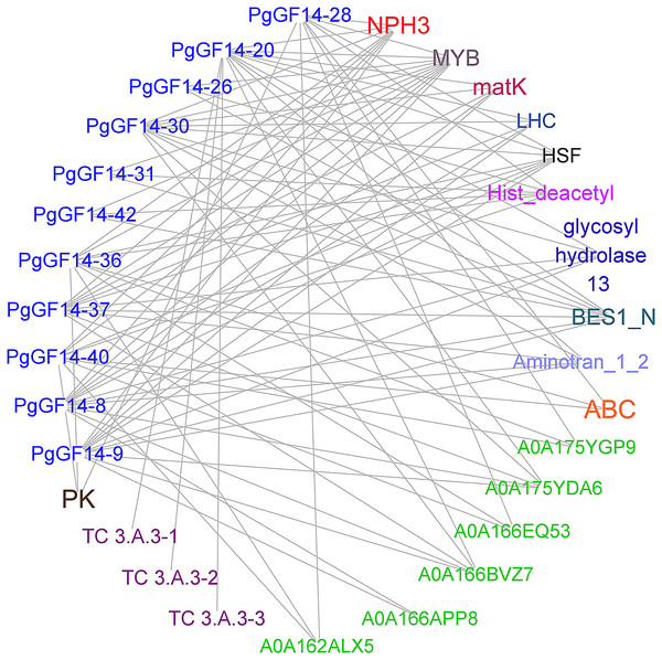 Prediction of proteins with potential interactions to PgGF14s.