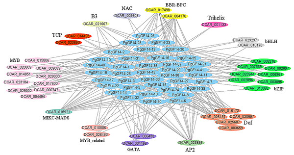 Transcription factor regulatory network analysis for PgGF14s.