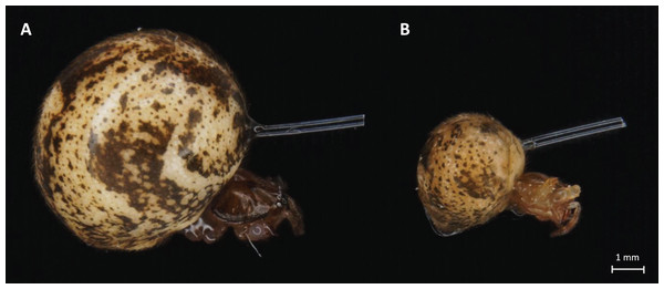 Light microscope images of adult (A) and juvenile (B) P. tepidariorum females with nylon fiber in abdomen.