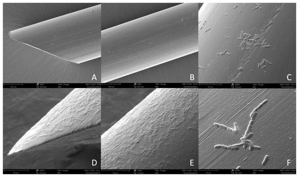 Scanning Electron Microscope (SEM) image of sterile nylon fiber (A and B) and coated with Bacillus subtilis bacteria (C–F).