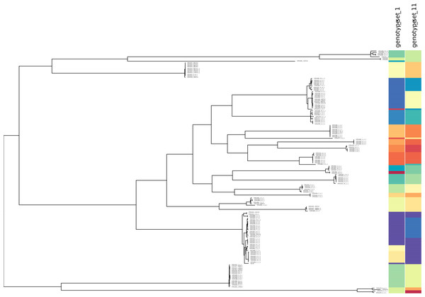 Correspondence between SNP allele genotypes and phylogeny for the S. aureus STARRS data.