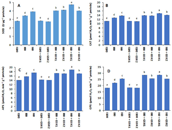 Effect of exogenous spray applications of glutathione (GSH; 0.5 or 1.0 mM) on the activities antioxidant enzymes; superoxide dismutase (SOD) (A), catalase (CAT) (B), ascorbate peroxidase (APX) (C), and glutathione peroxidase (GPX) (D) of common beans plan.