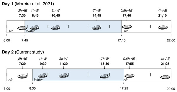 Collection time-periods, time on which animals were exposed to air or underwater, experimental groups and duration of immersion or emersion of Brachidontes solisianus mussels during the tidal cycle.