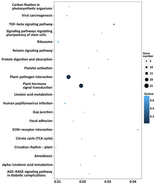 Scatterplot of enriched KEGG pathways of predicted target genes of the DEMs.