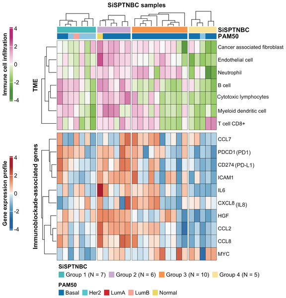 Tumor microenvironment cell abundance and immune-associated genes in SiSPTNBC Groups 1–4.