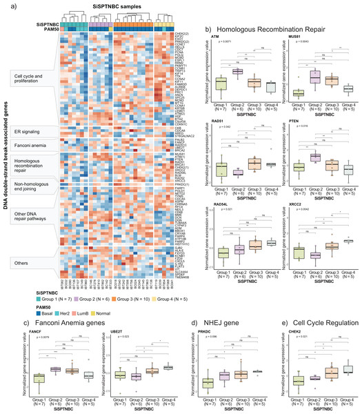 Analysis of gene expression profiles associated with DNA double-strand break repair processes in SiSPTNBC Groups 1–4.