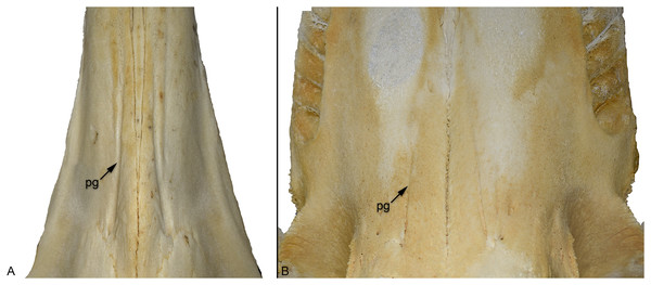 Comparison of the palatal grooves in different extant odontocete cetaceans, skulls shown in palatal view.