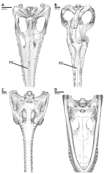 Comparison between the thalattosuchian and extant crocodylians studied, CT reconstructions of the skulls shown in palatal view.