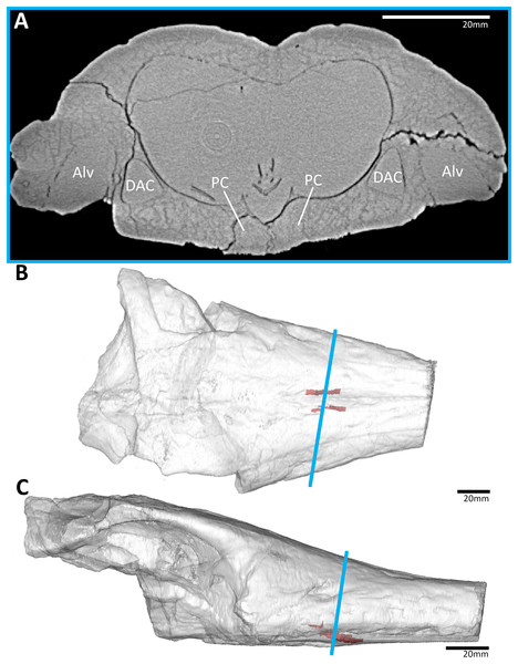 The early-diverging metriorhynchoid Eoneustes gaudryi (NHMUK PV R 3263) holotype, Bathonian of France.