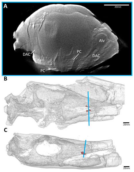 The metriorhynchid Thalattosuchus superciliosus (NHMUK PV R 11999) referred specimen, middle Callovian of the UK.