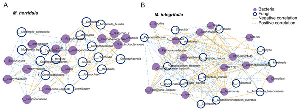 Network analysis of the correlation between bacteria and fungi.