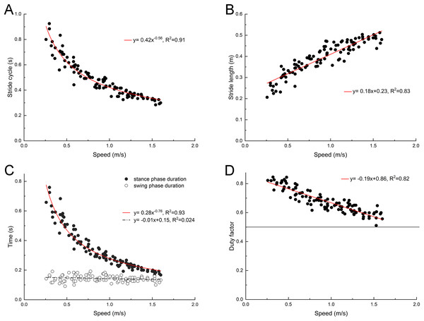 Changes of basic spatiotemporal gait parameters with speed.