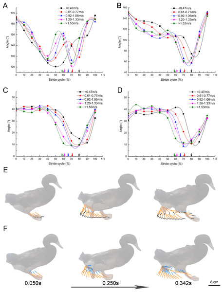 Continuous changes of joint angles with speed (108 stride cycles totally).