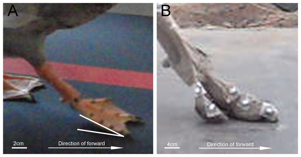 Comparison of the lateral view of touch-down between mallard foot and ostrich foot.