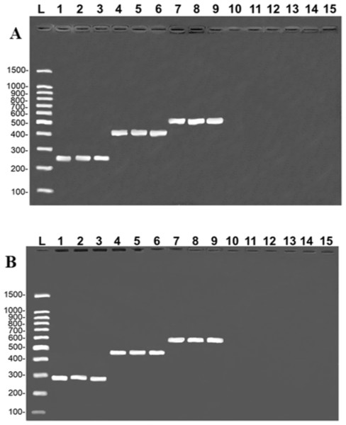 Banding pattern of the specificity tests from the COI (A) and Control Region (B) assays.