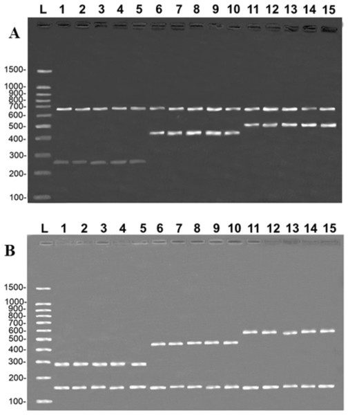 Banding pattern of the validation test run on samples of fillets identified by DNA barcode.