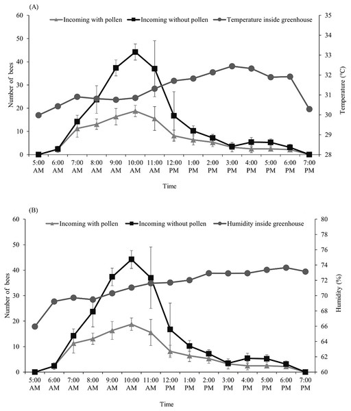 Average number of Tetragonula pagdeni foragers entering the hive with and without pollen in greenhouses.