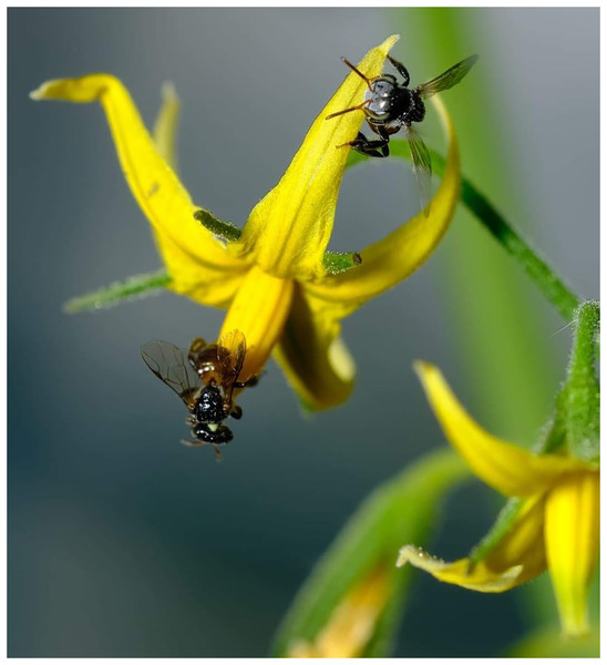 Tetragonula pagdeni workers visiting tomato flowers in a greenhouse.