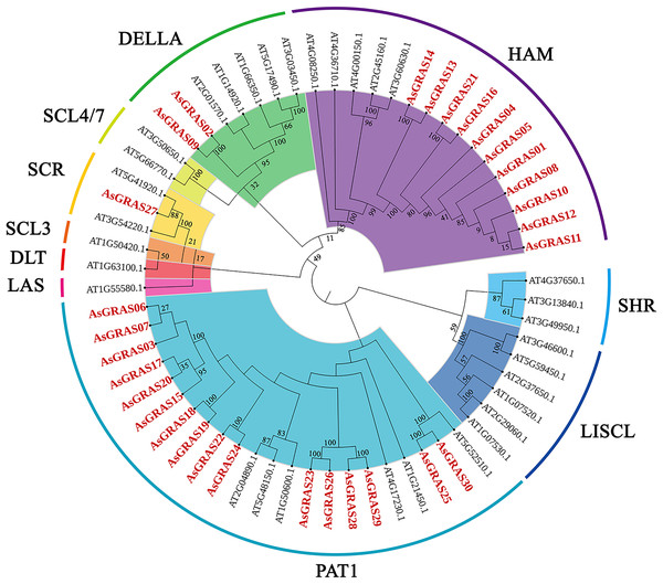 Phylogenetic tree of GRAS proteins in Avena sativa and Arabidopsis.