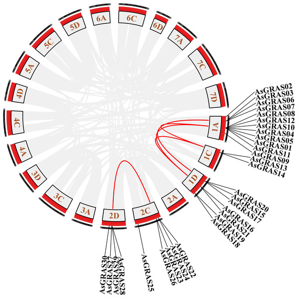 Chromosome localization of duplicated AsGRAS genes in Avena sativa.