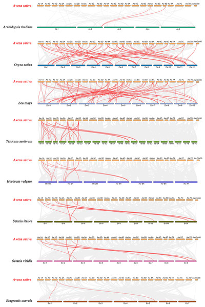Synteny analyses of the GRAS genes between Avena sativa and eight representative species.