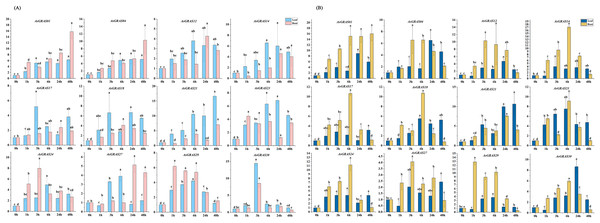 (A) The expression patterns of 12 AsGRAS genes were analyzed under drought stress by real-time quantitative RT-PCR.
