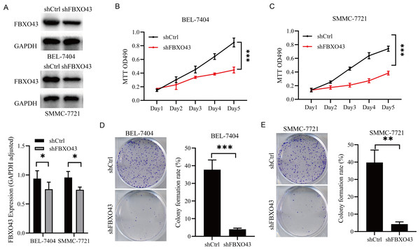 FBXO43 knockdown inhibited the proliferation of HCC cells.