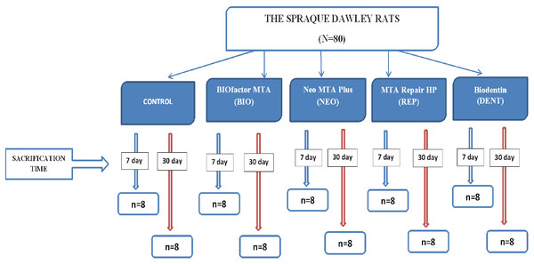 Diagram describing groups and subgroups.