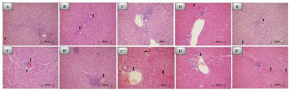 7th and 30th day histological images of liver tissue for all groups.