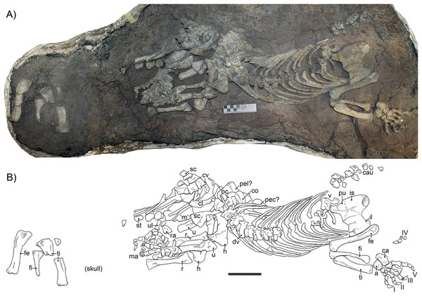 (A) photograph and (B) interpretative drawing of the skeleton of specimen SAM-PK-K10591 (Gorgonops torvus).