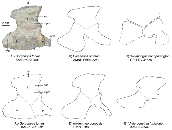 Comparison of various gorgonopsian pelves.