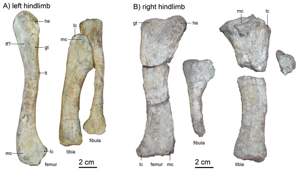 (A) left hindlimb and (B) right hindlimb of Gorgonops torvus.