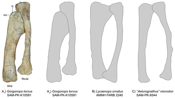 Comparison of various gorgonopsian tibiae and fibulae.