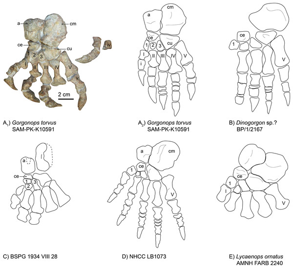 Comparison of various gorgonopsian pedes.