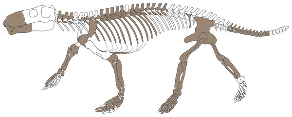 Reconstruction of the skeleton of Gorgonops torvus in walking pose, showing it from its left side.