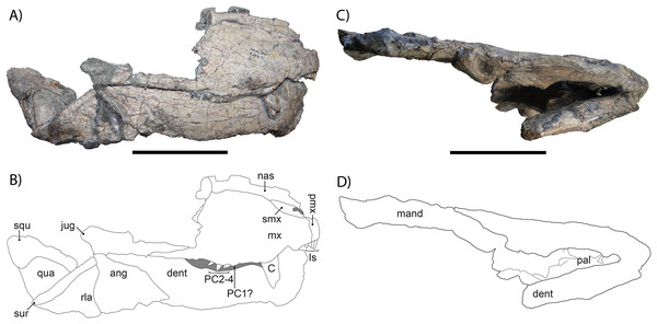 (A) Photograph and (B) drawing of the right lateral side of the skull of Gorgonops torvus, (C) photograph and (D) drawing of the ventral side of the skull of Gorgonops torvus.