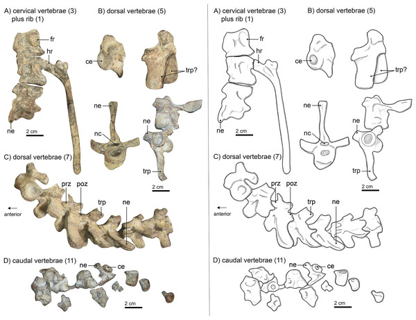 Left panel: (A) photograph of cervical vertebrae, (B) of isolated dorsal vertebrae, (C) of articulated dorsal vertebrae and (D) of caudal vertebrae of Gorgonops torvus. Right panel: 