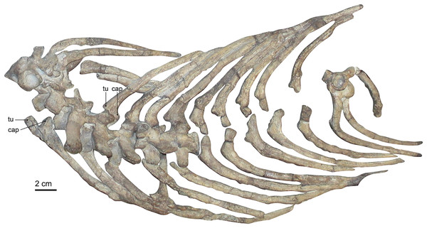 Photograph of the rib cage of Gorgonops torvus.