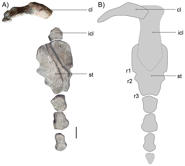 (A) Photograph and (B) reconstruction of sternum, interclavicle and clavicle of Gorgonops torvus.