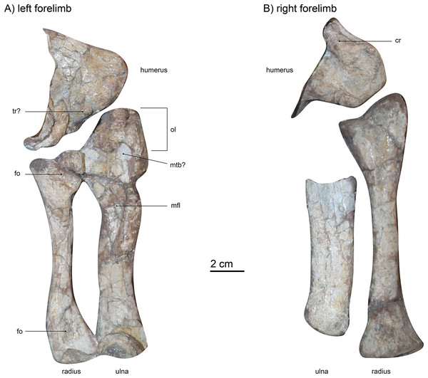 (A) left forelimb (dorsal view) and (B) right forelimb (ventral view) of Gorgonops torvus.